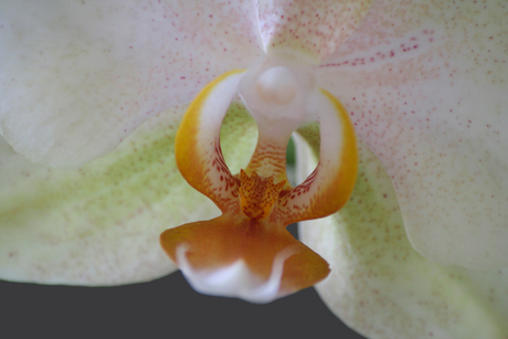 Close up orchidee