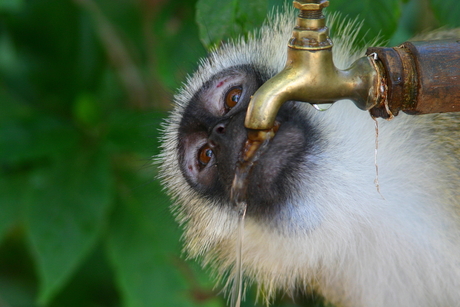 Dorstige aap