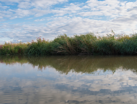 Biesbosch