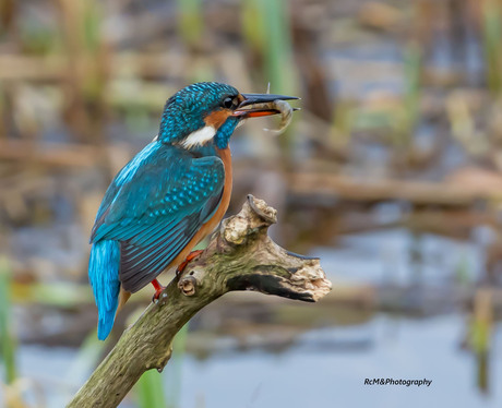 De IJsvogel.