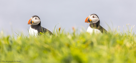 Puffins