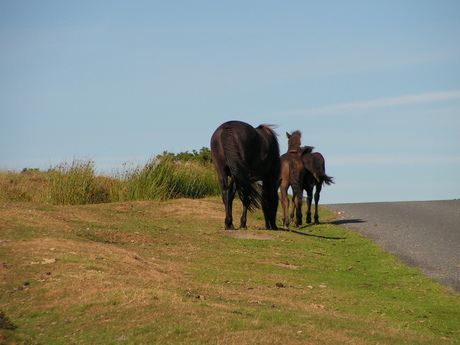 wilde paarden Engeland