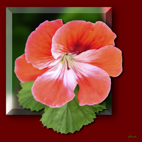 Geranium