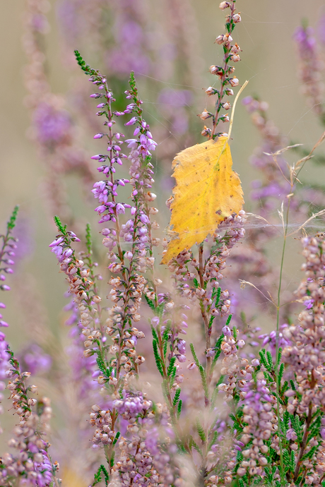 Geel blaadje tussen de paarse heide