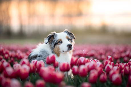 Sunset Flower Girl