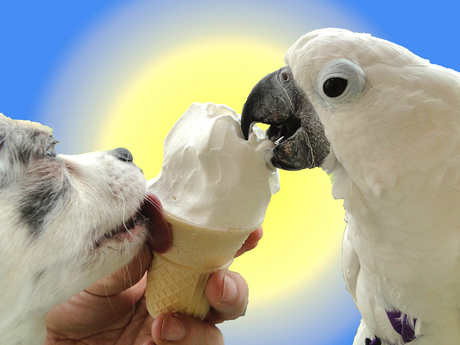 Mijn Chihuahua Lisa & mijn Witkuifkaketoe Maxi delen ijsje!