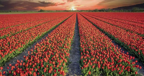 Tulips