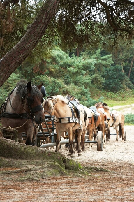 Wat zie je op de Drunense duinen?