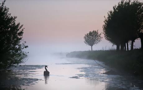 Zwarte zwaan