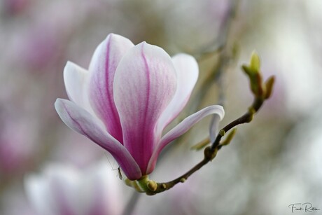 Magnolia