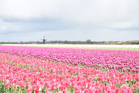 Tulpenveld 