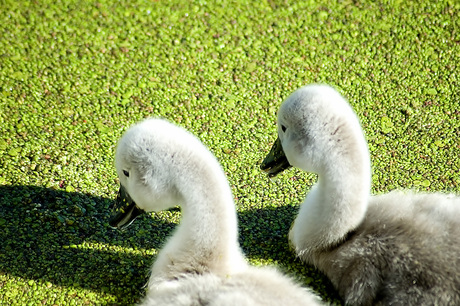 Zwaantjes in het kroost