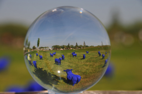 Blauwe schapen in Kamp Lintfort