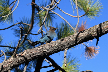 Steller's Jay