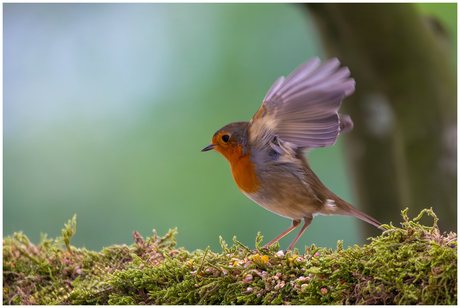 Roodborstje................