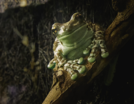 Op Kijk van op mijn tak