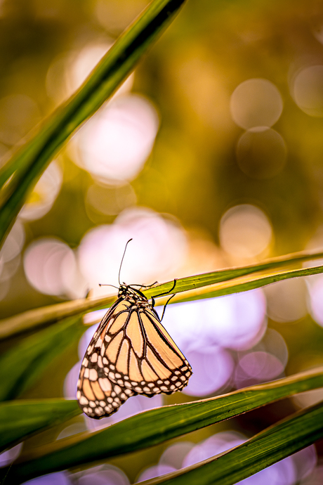 Monarch vlinder