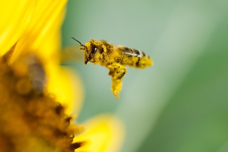 bij onder de nectar