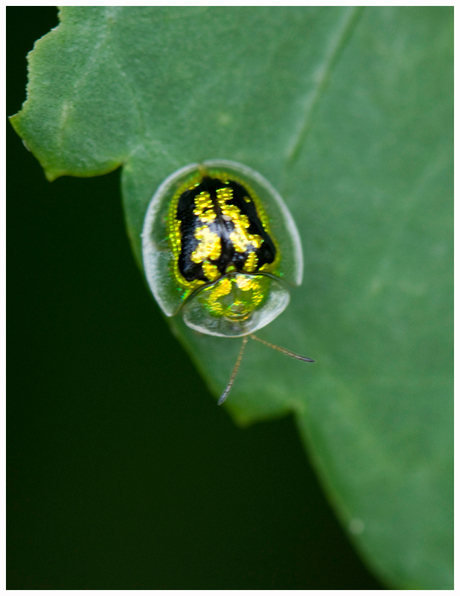 Doorzichtig Filippijns lieveheersbeestje