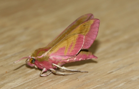 onbekend roze insect