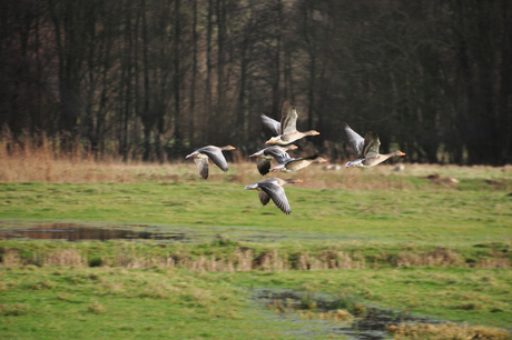 Biesbosch