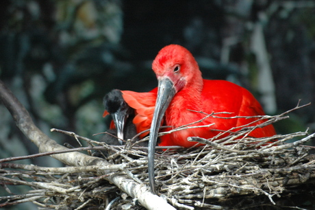 Bird with jung