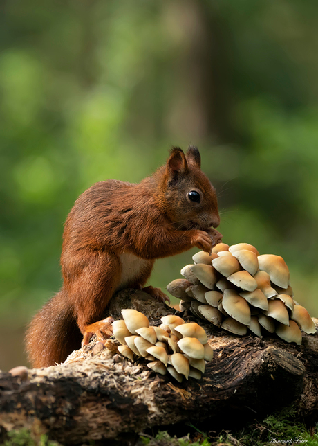 eekhoorn tussen de paddenstoelen