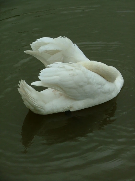 Shy Swan