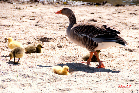 Familie gans