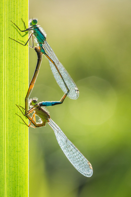 Mating damselflies