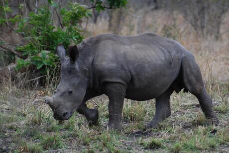 In `t wild kleine neushoorn