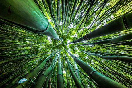Dazzling Bamboo