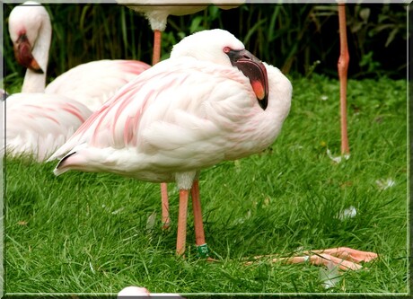 o, dus zo zit een flamingo