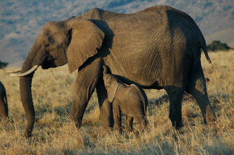 mother & child