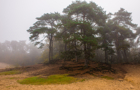 Trees in the mist