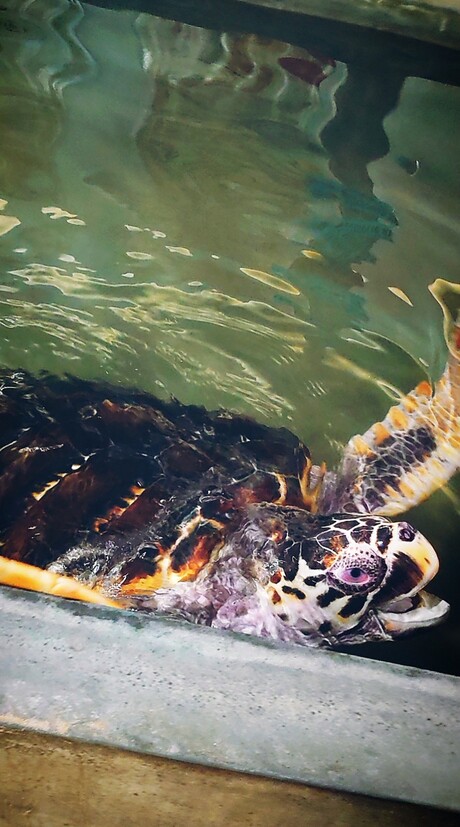Rescued Sea turtle