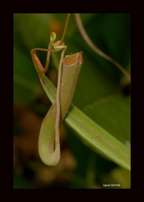 Nepenthes bekerplant