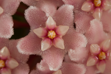 Wasbloem (Hoya)