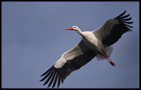 Stork airborne