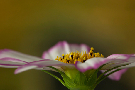 Cosmos/Cosmea