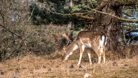 Grazen in de natuur