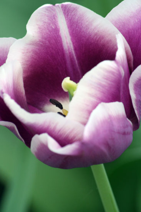 Keukenhof 2007 - 2