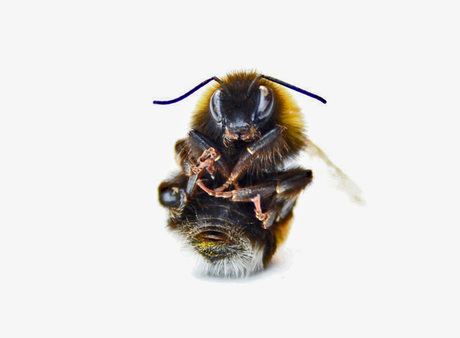 hommel