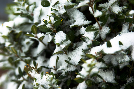 close up van de sneeuw