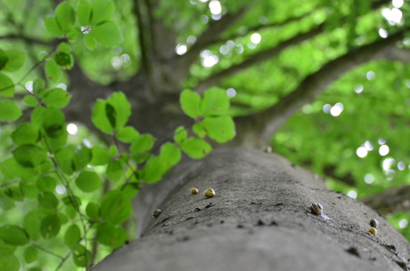 "slakkenboom"