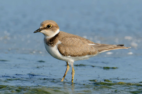 Kleine Plevier, Zeeland