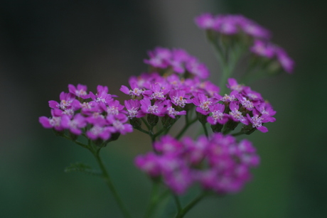 verbena