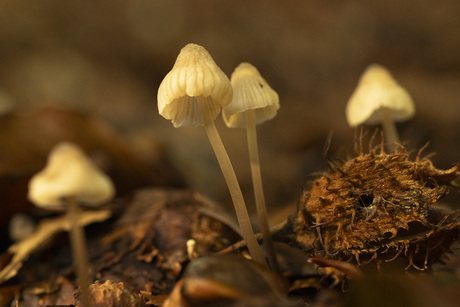 Paddenstoelen 