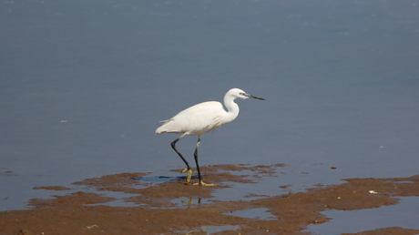 Kleine zilverreiger 