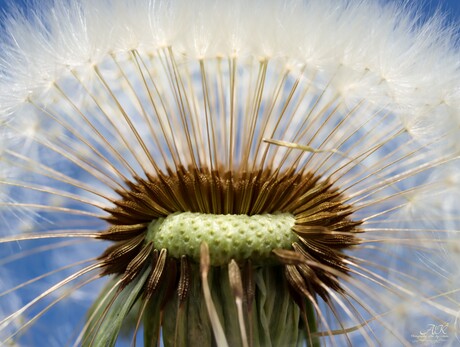 Paardebloem 